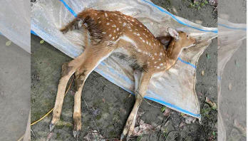 ক্রিকেটার রুবেলের পার্কে হরিণ শাবকের মৃত্যু ক্রিকেটার রুবেলের পার্কে হরিণ শাবকের মৃত্যু