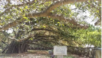 কয়েক শতাব্দির সাক্ষী হয়ে দাঁড়িয়ে যে বটগাছ কয়েক শতাব্দির সাক্ষী হয়ে দাঁড়িয়ে যে বটগাছ