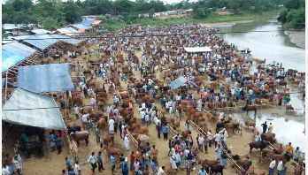 স্বাস্থ্য ঝুঁকি নিয়েই চট্টগ্রাম নগরে বসবে ৭টি গরুর হাট স্বাস্থ্য ঝুঁকি নিয়েই চট্টগ্রাম নগরে বসবে ৭টি গরুর হাট