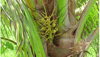 ভিয়েতনামের নারকেল চাষে সফল হওয়ার স্বপ্ন দেখছেন মাহফুজ