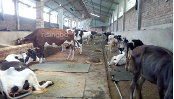 গরুর খামার বদলে দিয়েছে বাবুর জীবন গরুর খামার বদলে দিয়েছে বাবুর জীবন