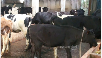 করোনায় কোরবানির পশু বিক্রি নিয়ে শঙ্কায় খামারিরা করোনায় কোরবানির পশু বিক্রি নিয়ে শঙ্কায় খামারিরা