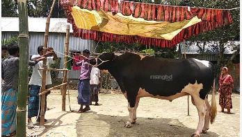 ‘সোনাবাবু’র দাম ১৫ লাখ ‘সোনাবাবু’র দাম ১৫ লাখ
