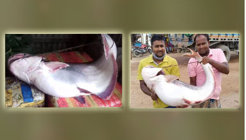 ২ পাঙ্গাশ ৬২ হাজার টাকায় বিক্রি ২ পাঙ্গাশ ৬২ হাজার টাকায় বিক্রি