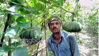 মরিচ, লাউ ও বরবটি চাষে ভাগ্য ফিরেছে মালেকের মরিচ, লাউ ও বরবটি চাষে ভাগ্য ফিরেছে মালেকের