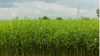 সোনালি আঁশের সোনালি অতীত সোনালি আঁশের সোনালি অতীত