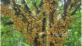 নরসিংদীর সুস্বাদু লটকন, ১৭০ কোটি টাকা বিক্রির লক্ষ্যমাত্রা