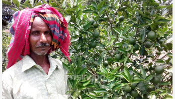 গেদন মিয়ার মুখে হাসি ফুটিয়েছে মাল্টা গেদন মিয়ার মুখে হাসি ফুটিয়েছে মাল্টা
