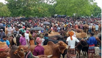 শত কোটি টাকা লোকসানের শঙ্কা মেহেরপুরের খামারিদের
