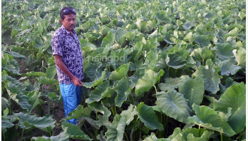 মেহেরপুরে শতকোটি টাকার কচু উৎপাদনের লক্ষ্য, দামে খুশি চাষিরা