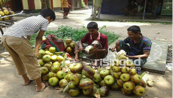 নরসিংদীতে তালশাঁসের বেচাকেনা জমজমাট