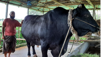 নজর কেড়েছে ৩০ মণের ‘পালোয়ান’ (ভিডিও)