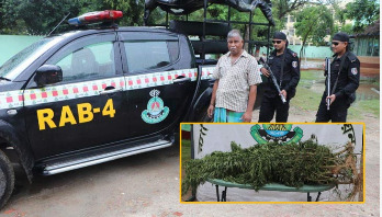 সাভারে ছাদবাগানে গাঁজা, চিলেকোঠায় মদ সাভারে ছাদবাগানে গাঁজা, চিলেকোঠায় মদ