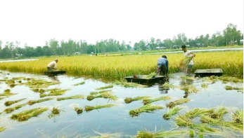 ঝড়-বৃষ্টিতে সিরাজগঞ্জে পানির নিচে কৃষকের স্বপ্ন