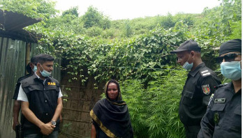 উঠোনে গাঁজার বাগান, ৪ মামলার আসামি গ্রেপ্তার উঠোনে গাঁজার বাগান, ৪ মামলার আসামি গ্রেপ্তার