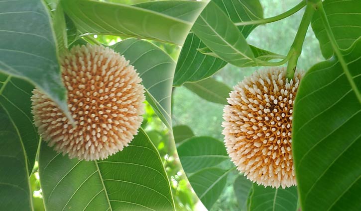 কদম না ফুটলে পূর্ণতা পায় না বর্ষা