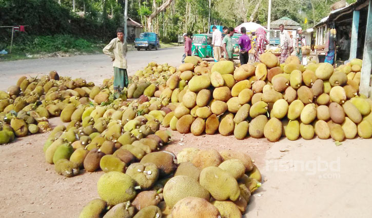 হবিগঞ্জে এবার কাঁঠালের ফলন বেশি, দামও ভালো হবিগঞ্জে এবার কাঁঠালের ফলন বেশি, দামও ভালো
