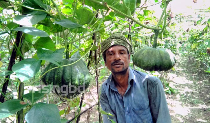 মরিচ, লাউ ও বরবটি চাষে ভাগ‌্য ফিরেছে মালেকের