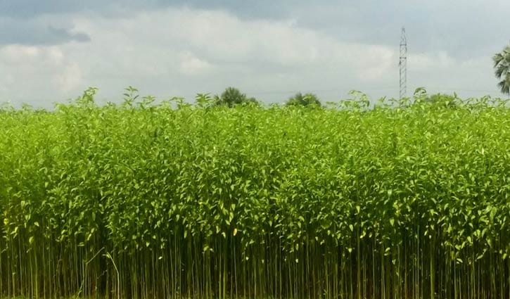 সোনালি আঁশের সোনালি অতীত সোনালি আঁশের সোনালি অতীত