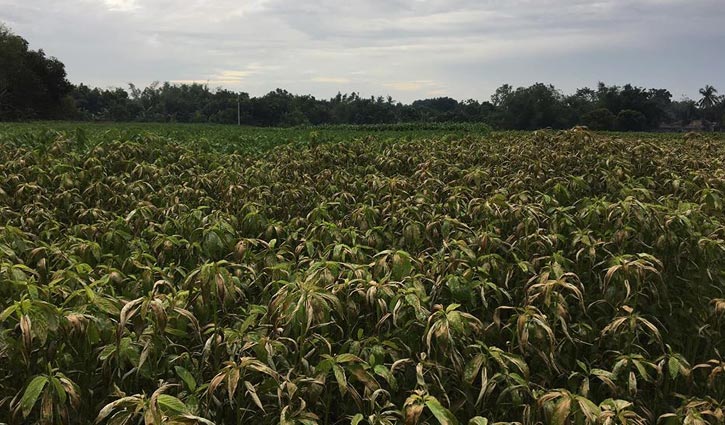 পাটের সঙ্গে এ কেমন শত্রুতা!