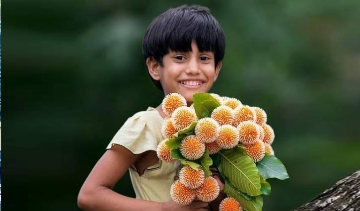 বর্ষার আগমনী বার্তা কদম ফুল