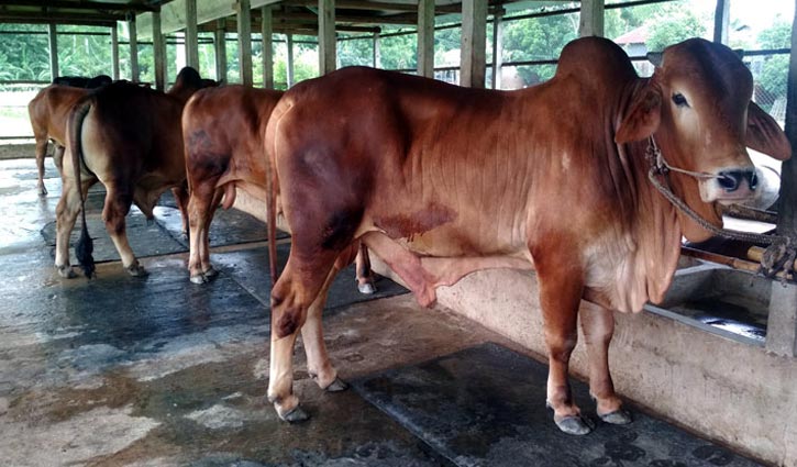 কোরবানি: লোকসানের আশঙ্কা খামারিদের কোরবানি: লোকসানের আশঙ্কা খামারিদের