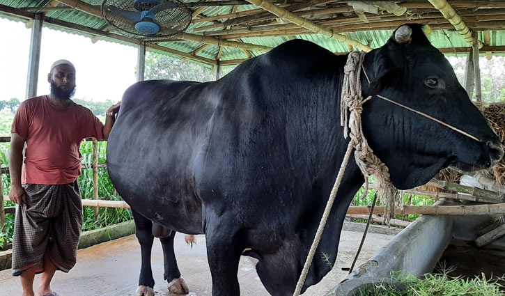 নজর কেড়েছে ৩০ মণের ‘পালোয়ান’ (ভিডিও)