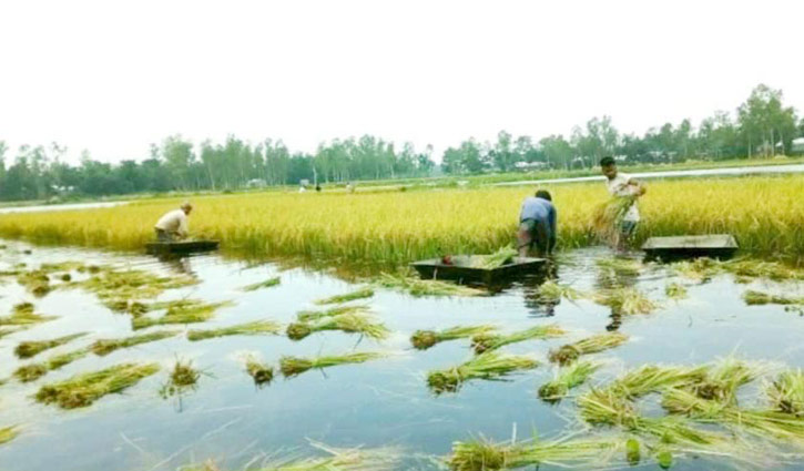 ঝড়-বৃষ্টিতে সিরাজগঞ্জে পানির নিচে কৃষকের স্বপ্ন