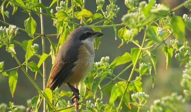 ফিরিয়ে দাও আমার অরণ্য ফিরিয়ে দাও আমার অরণ্য