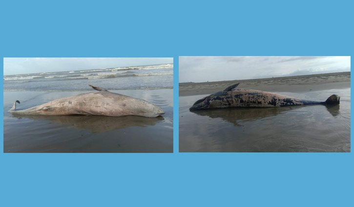 Dead whale washes up on beach in Cox's Bazar