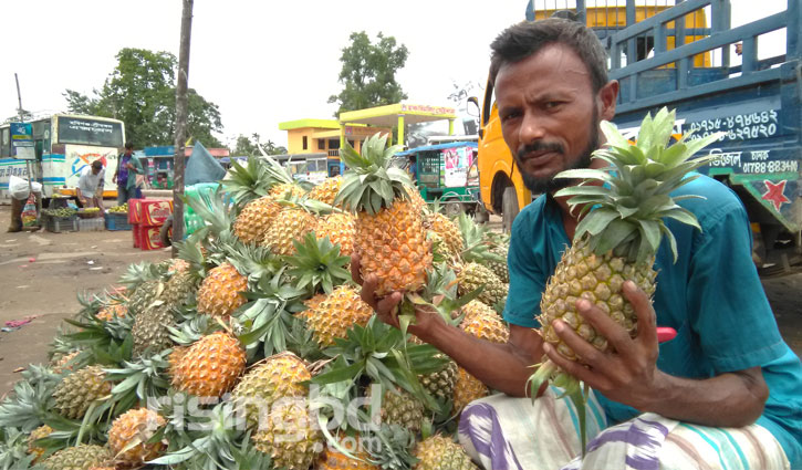 পাহাড়ে আনারসের বাম্পার ফলন পাহাড়ে আনারসের বাম্পার ফলন
