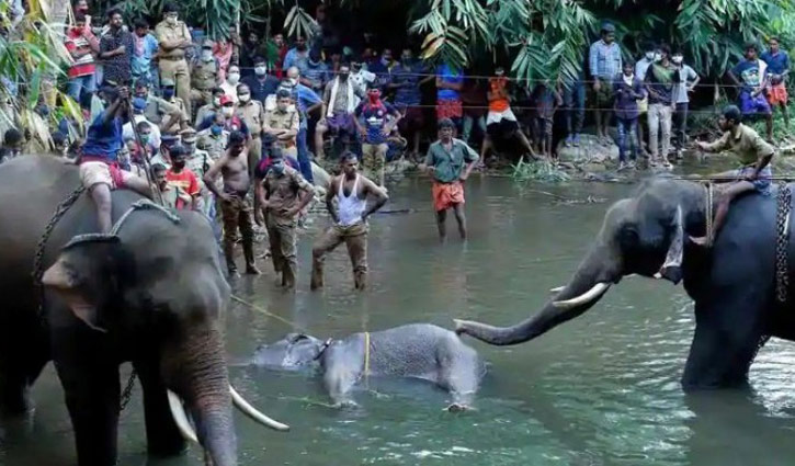 One arrested for allegedly killing pregnant elephant