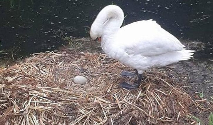 সঙ্গীর শোকে মারা গেল রাজহংসী