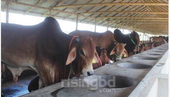 পশুর হাটে ভরসা নেই খামারিদের, আগেই বাড়ি থেকে বিক্রির চেষ্টা পশুর হাটে ভরসা নেই খামারিদের, আগেই বাড়ি থেকে বিক্রির চেষ্টা