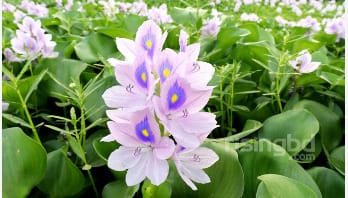 ফুলের গল্প