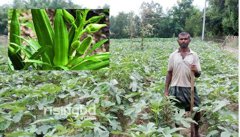 বিষমুক্ত সবজি চাষে আবাছ উল্লাহর সাফল্য, লাভ পাঁচগুণ বিষমুক্ত সবজি চাষে আবাছ উল্লাহর সাফল্য, লাভ পাঁচগুণ