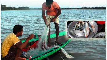 ঝালকাঠির নদীতে ধরা পড়ছে বড় আকারের ইলিশ ঝালকাঠির নদীতে ধরা পড়ছে বড় আকারের ইলিশ