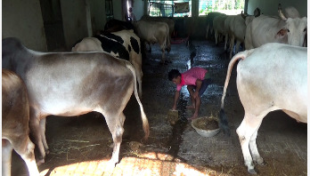 লোকশানের শঙ্কায় নওগাঁর গো-খামারিরা লোকশানের শঙ্কায় নওগাঁর গো-খামারিরা