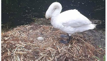 সঙ্গীর শোকে মারা গেল রাজহংসী