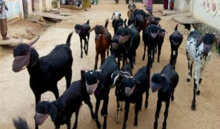 Telangana man ties masks on goats