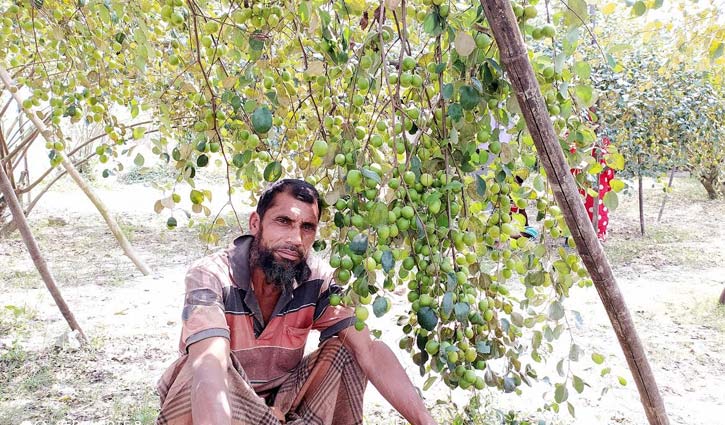 আপেলকুল চাষে ভাগ্য বদলের স্বপ্ন ছবির শিকদারের আপেলকুল চাষে ভাগ্য বদলের স্বপ্ন ছবির শিকদারের