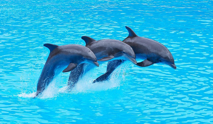 প্রকৃতি ও আমাদের সম্পর্ক