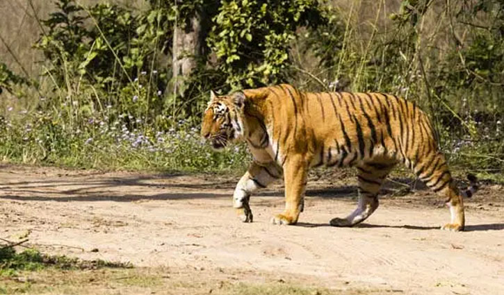 তৈরি হচ্ছে প্রাণীর জন্য প্রথম কোয়ারেন্টাইন সেন্টার