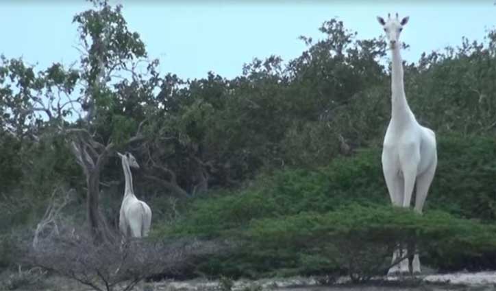 বিলীন হয়ে গেল সর্বশেষ সাদা জিরাফ