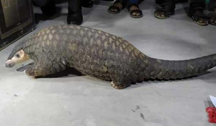 মিরপুরে বনরুই মিরপুরে বনরুই