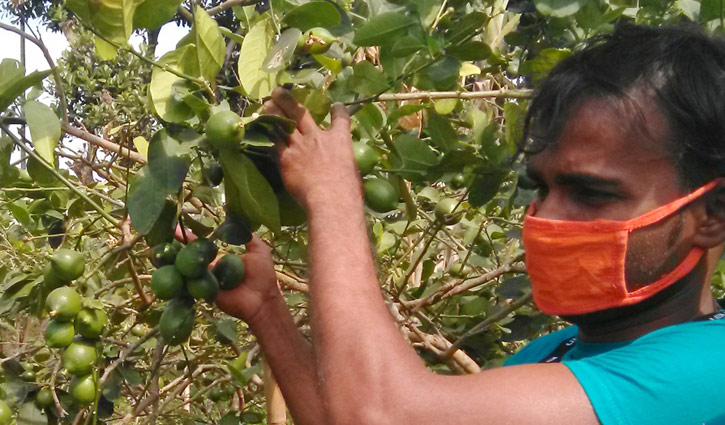 কারোনায় পাহাড়ি লেবু চাষীদের সুদিন