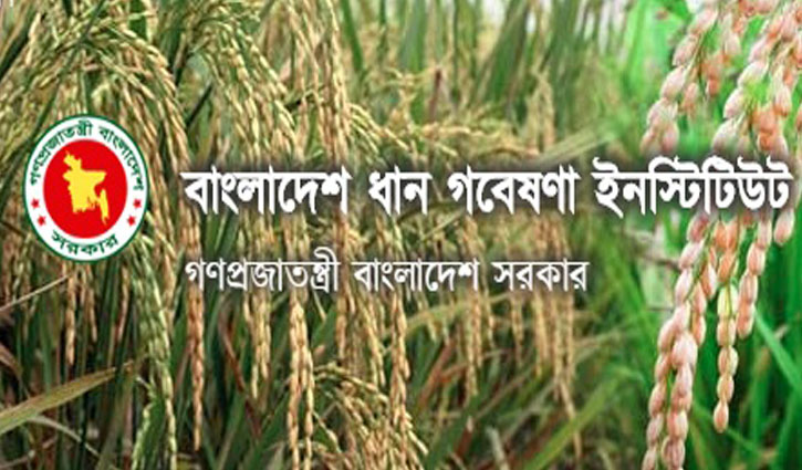 ১৯ পদে লোক নেবে বাংলাদেশ ধান গবেষণা ইনস্টিটিউট ১৯ পদে লোক নেবে বাংলাদেশ ধান গবেষণা ইনস্টিটিউট