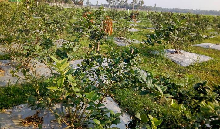 লেবু চাষ করে ভাল আয়ের স্বপ্ন