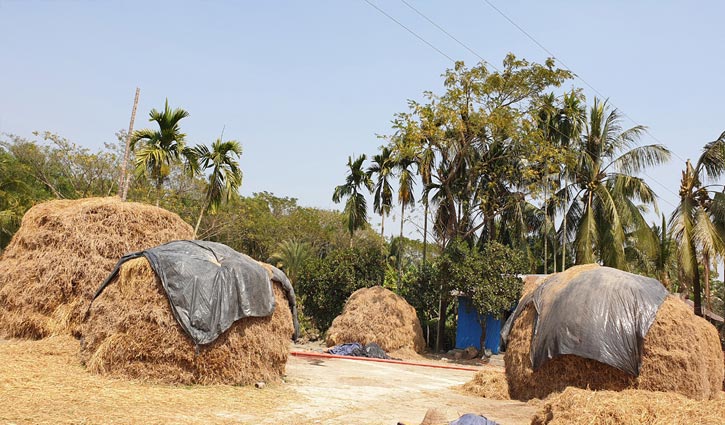 আমন ধান নিয়ে বিপাকে কৃষক আমন ধান নিয়ে বিপাকে কৃষক