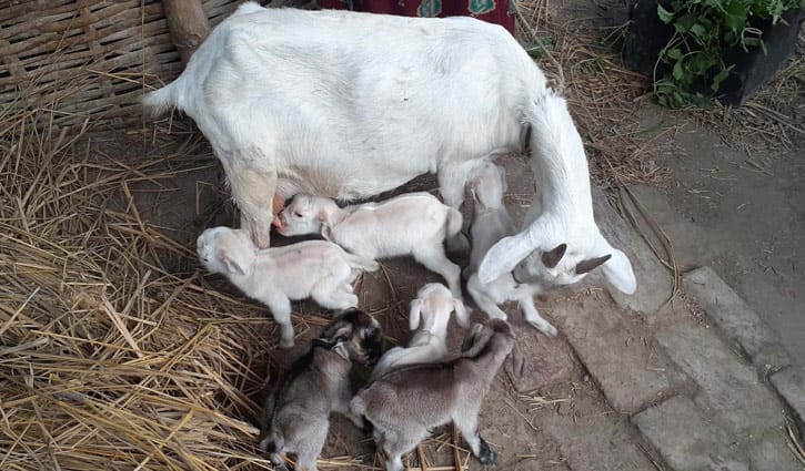 এক ছাগলের ৬ বাচ্চা!